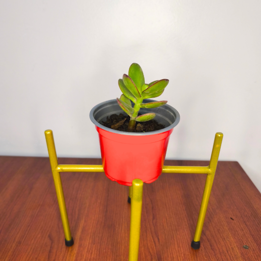 Planta Árbol de Jade pequeño