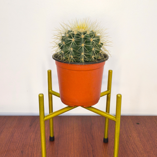 Planta Asiento de Suegra