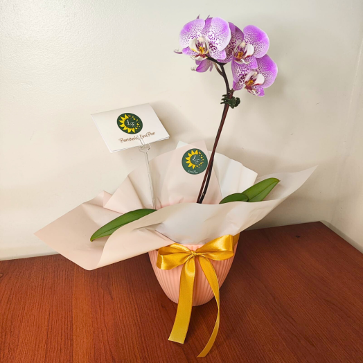 Dulce Orquídea