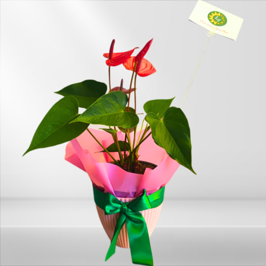 Anturio Corazón