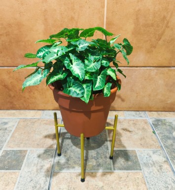 Planta Singonio