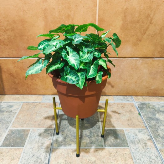 Planta Singonio