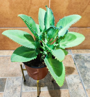 Planta Aranto