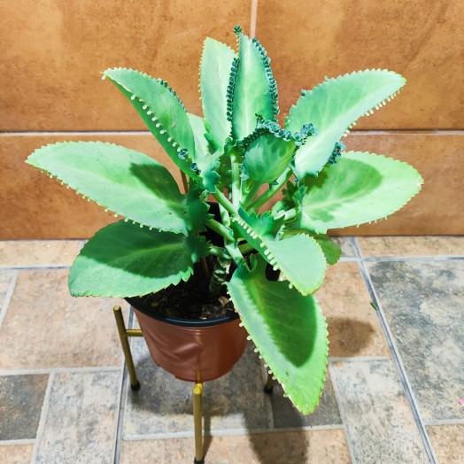 Planta Aranto