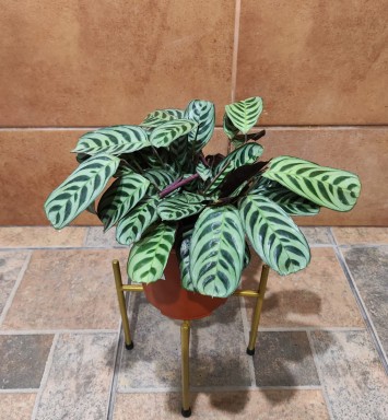 Planta Galatea Sapito