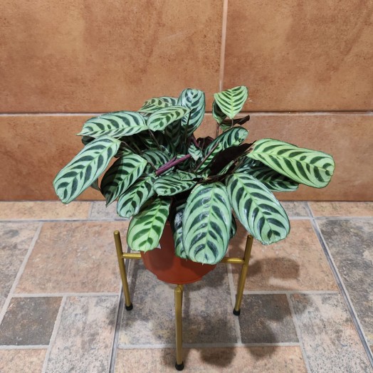 Planta Galatea Sapito