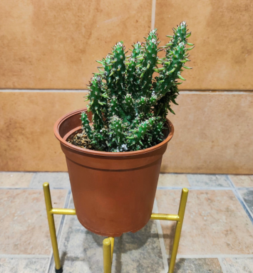 Planta Cactus de Aguja de Eva
