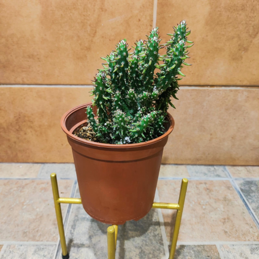Planta Cactus de Aguja de Eva