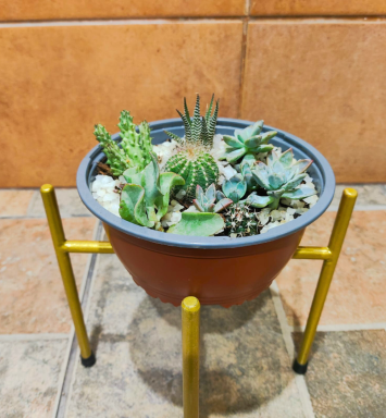 Terrario