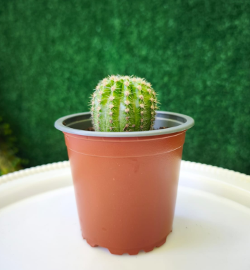 Planta Cactus Erizo