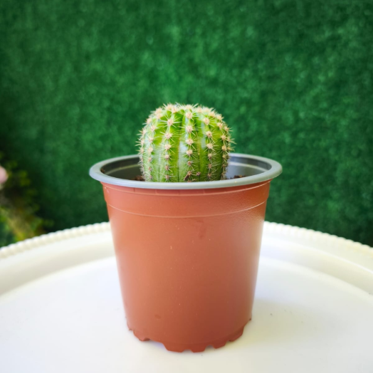 Planta Cactus Erizo