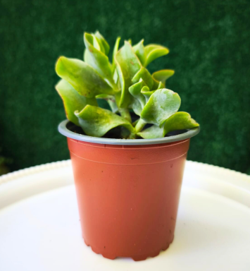 Planta Crassula arborescens