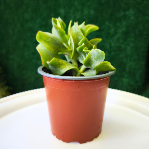 Planta Crassula arborescens
