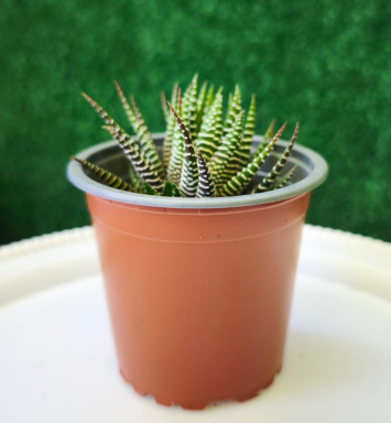 Planta Haworthiopsis fasciata o cebra