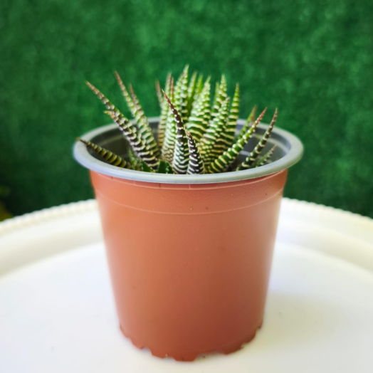 Planta Haworthiopsis fasciata o cebra