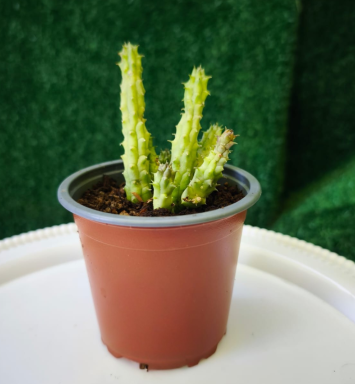 Planta Huernia
