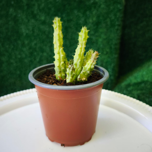 Planta Huernia
