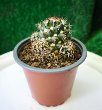 Planta Coryphantha o cactus