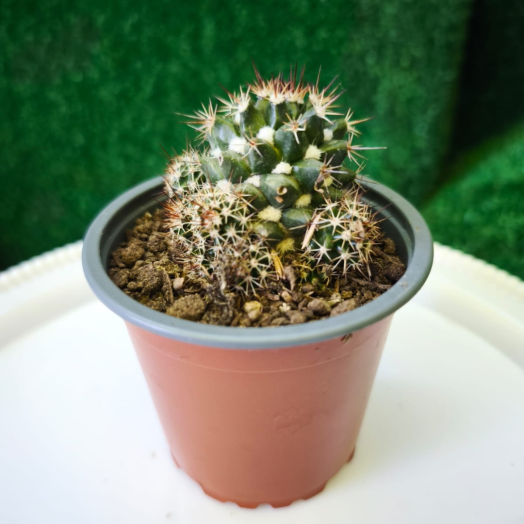 Planta Coryphantha o cactus