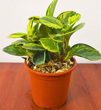Planta Peperonia