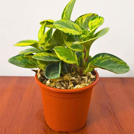 Planta Peperonia