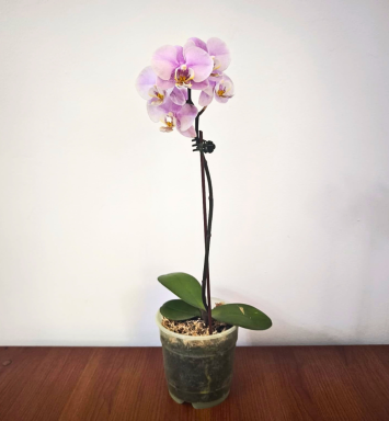 Orquídea rosada (Alto 30 cm)