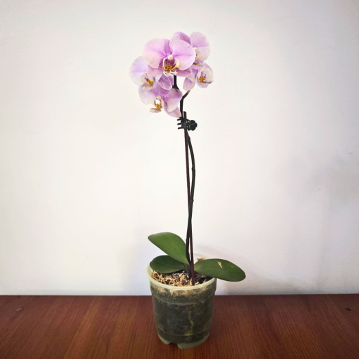 Orquídea rosada (Alto 30 cm)