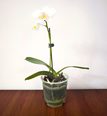 Orquídea blanca (Alto 25 cm)