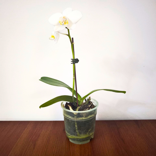 Orquídea blanca (Alto 25 cm)