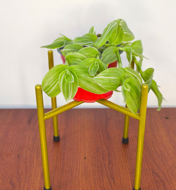 Planta Oreja de Gato