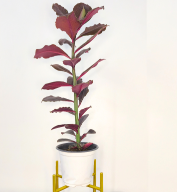 Planta Árbol de la Vida
