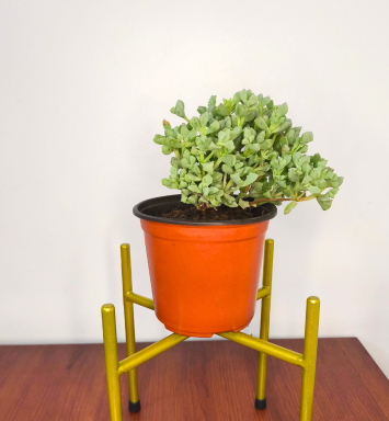 Planta Diamante