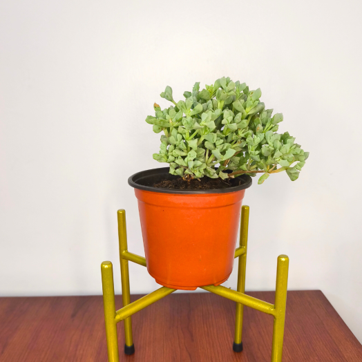 Planta Diamante