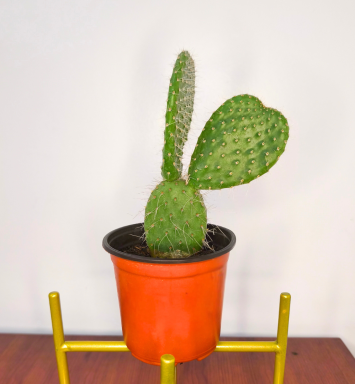 Planta Oreja de Mickey