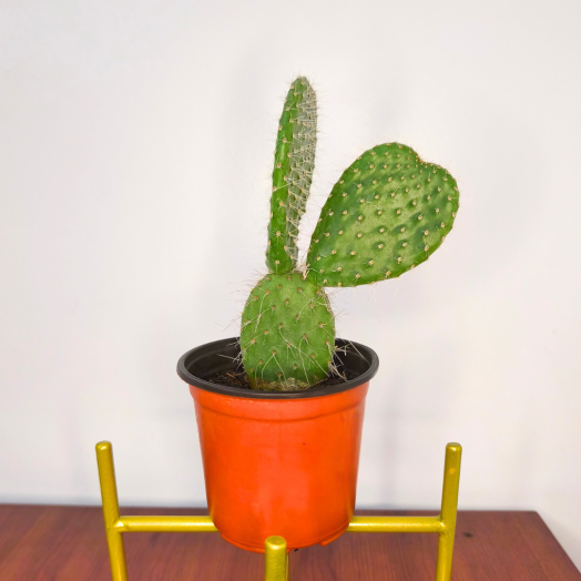 Planta Oreja de Mickey
