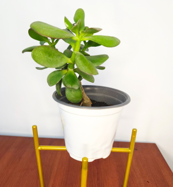 Planta Árbol de Jade