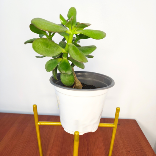 Planta Árbol de Jade