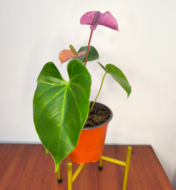 Anturio rosado