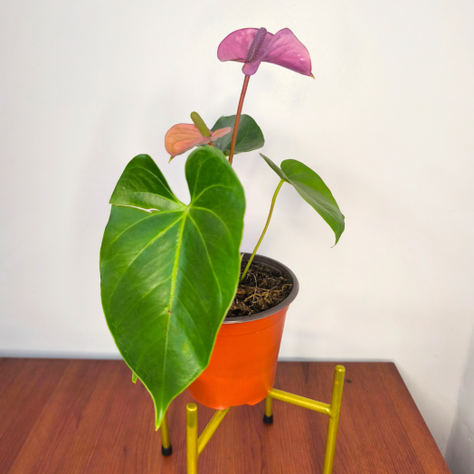 Anturio rosado