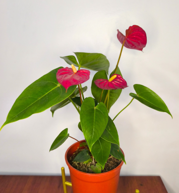 Anturio rojo