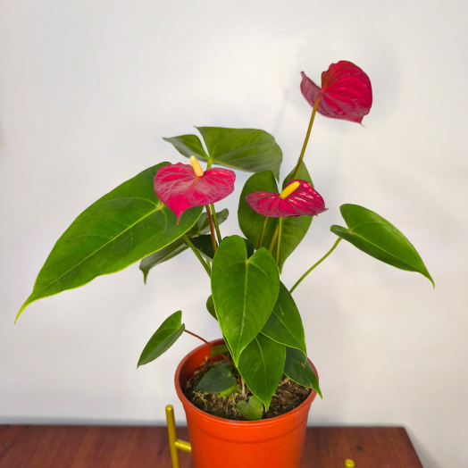 Anturio rojo