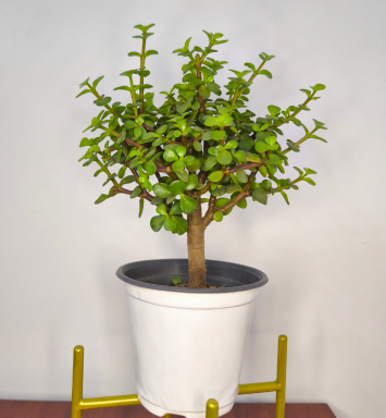 Planta Árbol de la abundancia