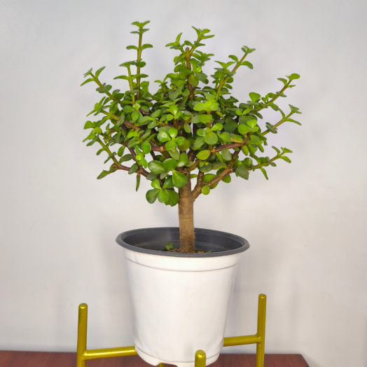 Planta Árbol de la abundancia