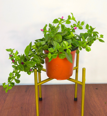 Planta Señorita