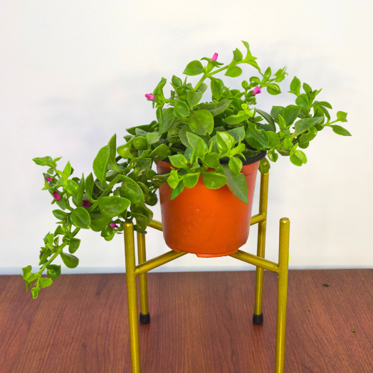 Planta Señorita