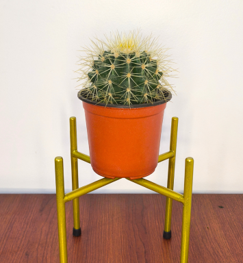 Planta Asiento de Suegra (Pequeño)