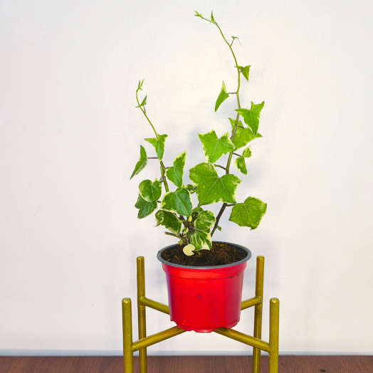 Planta Hiedra Margarita