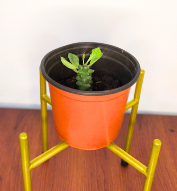 Planta Oruga
