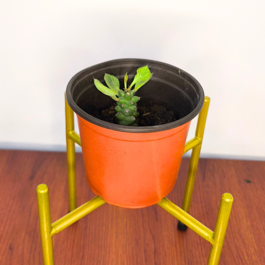 Planta Oruga