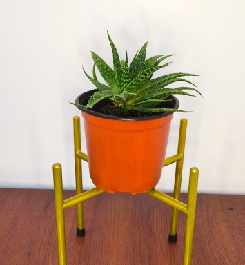Planta Aloe Aristata